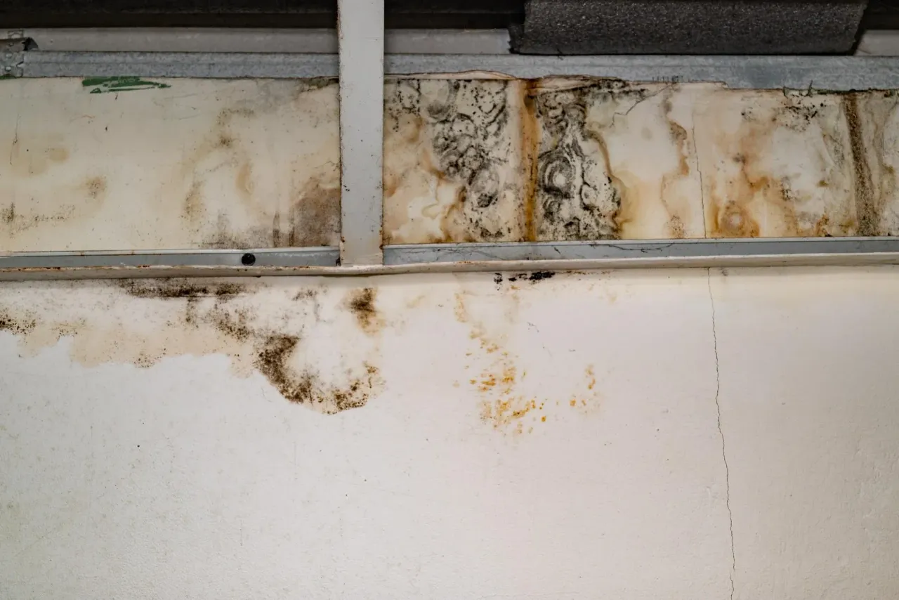 Mold growth and water staining on ceiling tiles and the wall below